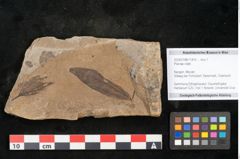 Foto (Objekt + Etikett) von Plantae indet.  (NHMW-GEO-2024-0188-11410)